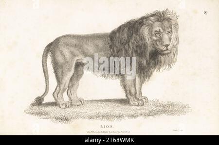 Leone maschio con criniera, Panthera leo (felis leo). Incisione su lastra di rame di James Heath da George Shaws General Zoology: Mammalia, G. Kearsley, Fleet Street, Londra, 1800. Foto Stock