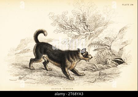 Scottish terrier o Scotch terrier, Canis lupus familiaris (Canis terrarius). Incisione in acciaio colorato a mano di William Lizars da un disegno di James Stewart del colonnello Charles Hamilton Smiths volume on Dogs from Sir William Jardine's Naturalist's Library: Mammalia, W. H. Lizars, Edimburgo, 1840. Foto Stock