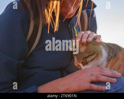 Gatti della Turchia, piccola località turistica di Side con antiche rovine greche. donna turistica che accarezza il gatto randagio sulla strada al tramonto in primavera o autunno Foto Stock