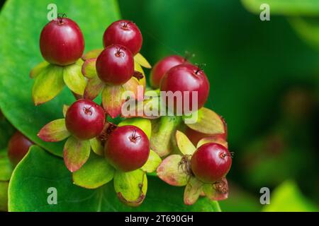 Tutsan (Hypericum androsaemum), frutta mezza matura Foto Stock