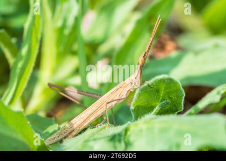 Grasshopper Slantface, Grasshopper a testa conica, genere Acrida Foto Stock