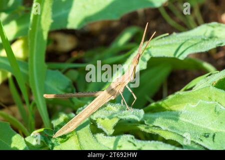 Grasshopper Slantface, Grasshopper a testa conica, genere Acrida Foto Stock