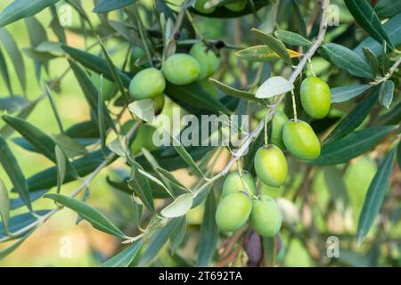 Olivo, Olea Europaea, con olive verdi sui rami Foto Stock