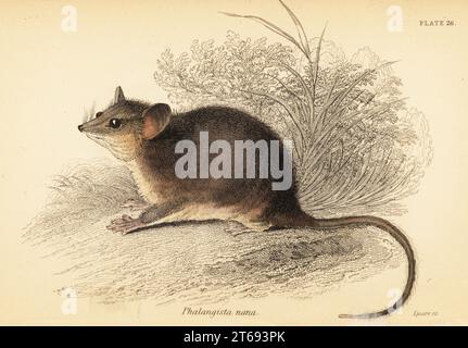 Opossum pigmeo orientale, Cercartetus nanus. Falange pigmea, Phalangista nana. Incisione in acciaio colorato a mano di Lizars dopo un'illustrazione di George Robert Waterhouse dal suo Marsupialia or pouched Animals, volume XI della Naturalists Library, W. H. Lizars, Edimburgo, 1841. Waterhouse (1810-1888) è stato curatore del museo Zoological Society of Londons. Foto Stock