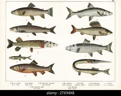 Trota bruna, Salmo trutta a,c, huchen in via di estinzione, Hucho hucho b, char lago, Salvelinus umbla d, Grayling, Thymallus thymallus e, whitefish, Coregonus wartmanni f, Odorata, Osmerus eperlanus g, Northern pike, Esox lucius h e garpike, Belone belone i. Chromolithograph di Gotthilf Heinrich von Schubert's Natural History of Animal Kingdom for School and Home (Naturgeschichte des Tierreichs fur Schule und Haus), Schreiber, Monaco di Baviera, 1886. Foto Stock