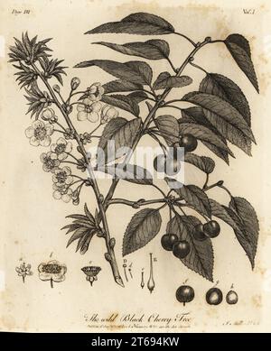 Ciliegia acida, ciliegia crostata o ciliegia nana, Prunus cerasus. Wild Black Cherry Tree. Incisione su lastra di rame disegnata e incisa da John Miller (Johann Sebastian Muller) da John Evelyns Sylva, or A Discourse of Forest Trees and the Propagation of Timer, J. Dodsley, Londra, 1776. Foto Stock