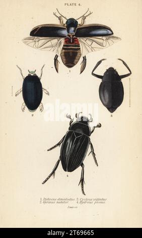 Scarabeo subacqueo, Dytiscus dimidiatus 1, scarabeo vorticoso comune, Gyrinus natator 2, Cyclous vittatus 3, e il grande coleottero d'acqua d'argento, Hydrophilus piceus 4.. Incisione in acciaio colorato a mano di William Lizars da James Duncans Natural History of Beetles, nella Sir William Jardines Naturalists Library, W.H, Lizars, Edimburgo, 1835. James Duncan è stato uno zoologo ed entomologo scozzese dal 1804 al 1861. Foto Stock