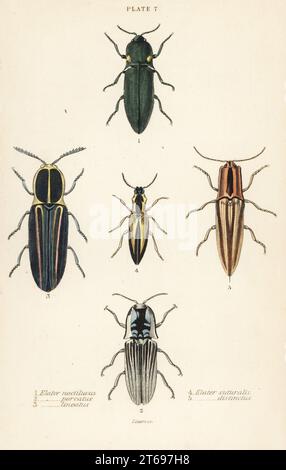 Click Beetle: Faro elater, Pyrophorus noctilucus 1, Chalcolepidius porcatus 2, Click Beetle allineato, Agriotes lineatus 3, Elater suturalis 4 e Semiotus distinctus 5. Incisione in acciaio colorato a mano di William Lizars da James Duncans Natural History of Beetles, nella Sir William Jardines Naturalists Library, W.H, Lizars, Edimburgo, 1835. James Duncan è stato uno zoologo ed entomologo scozzese dal 1804 al 1861. Foto Stock