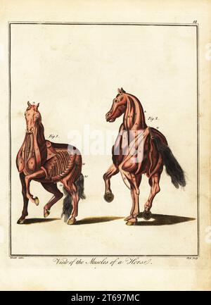 Muscolatura di un cavallo. Vista dei muscoli di un cavallo. Par mastoideum, par trigeminum, par triangulare, wind pipe, par longum, philtrum, cucullaris, deltoides, pectorals, serratus posticus, natiche, ecc. Incisione su copperplate a mano di J. Pass dopo un'illustrazione di Daniel Dodd da William Augustus Osbaldistons The British Sportsman, or Nobleman, Gentleman and Farmers Dictionary of Recreation and Amusement, J. Stead, Londra, 1792. Foto Stock