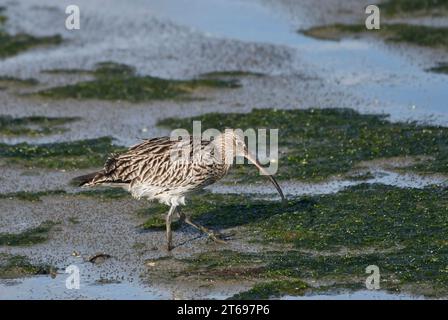 Ricciola eurasiatica (Numenius arquata) che in inverno, durante la bassa marea, si allontana sulle pianure fangose costiere Foto Stock