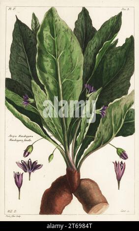 Mandrake, femmina, Mandragora officinarum, Atropa mandragora, mandragore femelle. Incisione a mano su copperplate di Jean Victor Dupin junior di Pierre Joseph Buchoz Herbier Artificial, representant Plus de quinze cents plates, tant Européennes quExotiques, Gogue & ne de la Rochelle, Parigi, 1783. Foto Stock