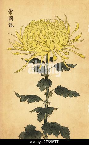 Crisantemo giallo ibrido, Crisantemo indicum. Stampa a blocchi di legno colorato a mano dopo Keika Hasegawa da Keika Hyakugiku, 100 Chrysanthemi di Keika, pubblicato da Naosaburo Yamada, Kyoto, Giappone, 1893. Keika Hasegawa ha disegnato fiori e motivi per il kimono a Kyoto negli ultimi anni del XIX secolo. Foto Stock