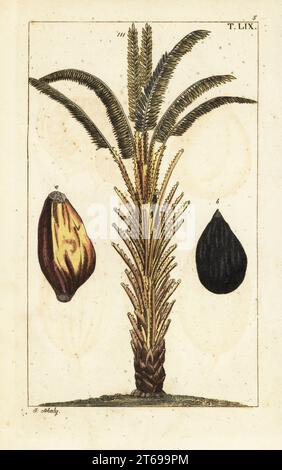 Olio africano palma con frutta, Elaeis guineensis. Incisione a mano su copperplate di J. Schaly di un'illustrazione botanica tratta da Unterhaltungen aus der Naturgeschichte di Gottlieb Tobias Wilhelm (Enciclopedia of Natural History), Vienna, 1816. Foto Stock