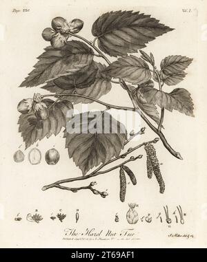 Nocciola, Corylus avellana. Incisione su lastra di rame disegnata e incisa da John Miller (Johann Sebastian Muller) da John Evelyns Sylva, or A Discourse of Forest Trees and the Propagation of Timer, J. Dodsley, Londra, 1776. Foto Stock