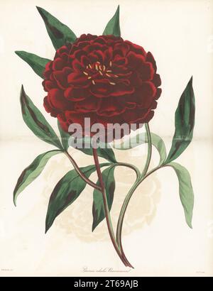 Peonia cinese, Paeonia lactiflora. Originario della Cina, introdotto dal botanico inglese John Reeves della compagnia delle Indie Orientali. La peonia del signor Reeve, Paeonia edulis reevesiana. Incisione a mano dopo un'illustrazione botanica di Frederick William Smith del Joseph Paxtons Magazine of Botany, and Register of Flowering Plants, volume 1, Orr and Smith, Londra, 1834. Foto Stock