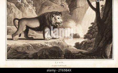 Leone maschile, Panthera leo, Felis leo, vicino a una cascata nella giungla. Raffigurato con una criniera scura, come il leone estinto del Capo, Panthera leo melanochaita, del Sudafrica. Acquatinta disegnata e incisa da William Daniell da William Woods Zoography, Cadell and Davies, 1807. Foto Stock