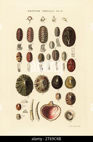 Culle marine o conchiglie per posta, Chiton, limpet, Patella, Spirialis, Acmaea, Dentalium, ecc. Incisione su copperplate a mano di George Brettingham Sowerby dal suo stesso Indice illustrato di British Shells, Sowerby and Simpkin, Marshall & Co., Londra, 1859. George Brettingham Sowerby II (1812-1884), naturalista britannico, illustratore e conchiologo. Foto Stock