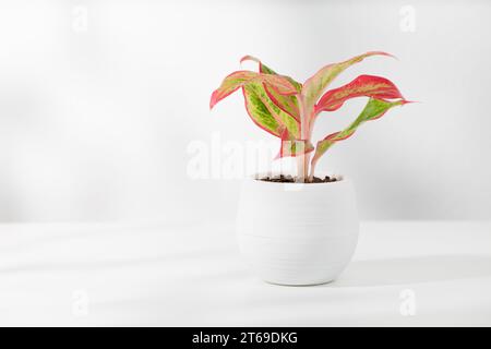 Piccolo rosso cinese sempreverde (Aglaonema creta) in vasi di plastica bianca e spazio vuoto sul lato sinistro Foto Stock