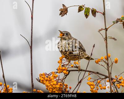 Il mughetto delle miste è in autunno nel Galles centrale Foto Stock