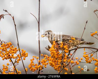 Il mughetto delle miste è in autunno nel Galles centrale Foto Stock