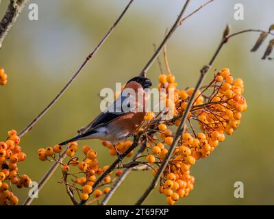 Bullfinch in autunno nel Galles centrale Foto Stock