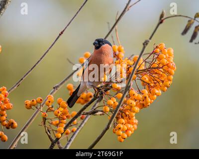Bullfinch in autunno nel Galles centrale Foto Stock