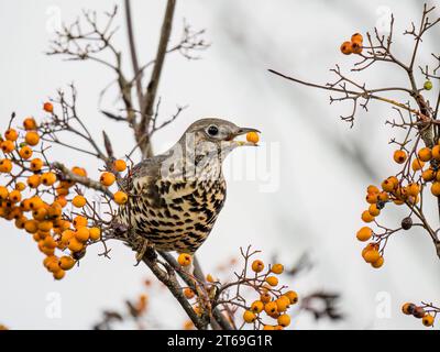 Il mughetto delle miste è in autunno nel Galles centrale Foto Stock