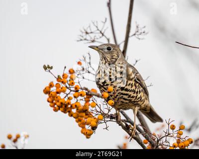 Il mughetto delle miste è in autunno nel Galles centrale Foto Stock