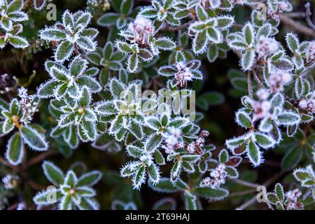 Bellissimi piccoli fiori ghiacciati in alto nelle alpi giulie nel parco nazionale del triglav in slovenia Foto Stock