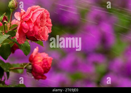 Sfondo di gocce d'acqua su rose rosa e spruzzi di fiori viola bokeh al Queen Elizabeth Park Rose Garden di Vancouver, British Columbia, Canada Foto Stock