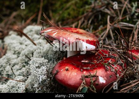 Sfondo botanico scuro con due berretti di funghi rossi. Fungo Russula nella foresta autunnale. muschio di renne grigio e aghi di pino marrone secco Foto Stock