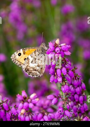 Grayling Butteffly che dà da mangiare a Bell Heather Foto Stock