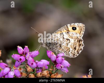 Grayling Butteffly che dà da mangiare a Bell Heather Foto Stock