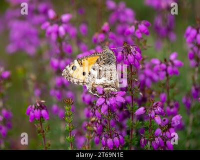 Grayling Butteffly che dà da mangiare a Bell Heather Foto Stock