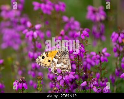 Grayling Butteffly che dà da mangiare a Bell Heather Foto Stock