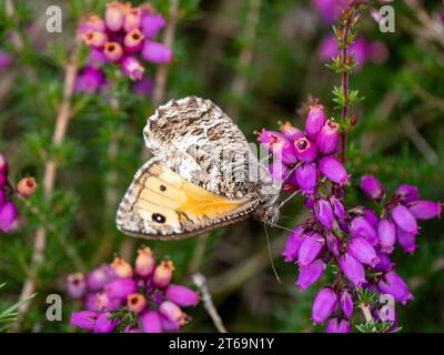 Grayling Butteffly che dà da mangiare a Bell Heather Foto Stock