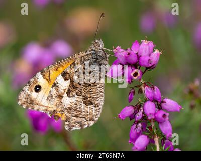 Grayling Butteffly che dà da mangiare a Bell Heather Foto Stock