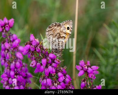 Grayling Butteffly che dà da mangiare a Bell Heather Foto Stock