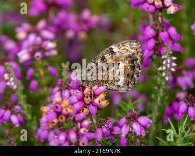 Grayling Butteffly che dà da mangiare a Bell Heather Foto Stock