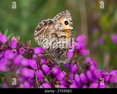 Grayling Butteffly che dà da mangiare a Bell Heather Foto Stock