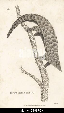 Pangolina cinese, Manis pentadattila. In pericolo critico. manis dalla coda corta, alungu, Bajar-CIT. Incisione su lastra di rame di James Heath da George Shaws General Zoology: Mammalia, G. Kearsley, Fleet Street, Londra, 1800. Foto Stock