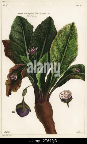 Mandrake, Mandragora officinarum. Atropa mandragora, Linn. SP. impianto 250. Mandragore. Incisione a mano su copperplate di Jean Victor Dupin junior di Pierre Joseph Buchoz Herbier Artificial, representant Plus de quinze cents plates, tant Européennes quExotiques, Gogue & ne de la Rochelle, Parigi, 1783. Foto Stock