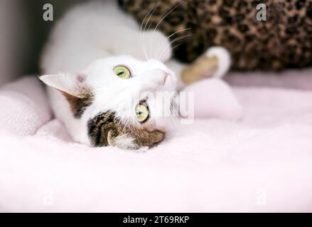 Un gatto shorthair sdraiato in posizione rilassata capovolto Foto Stock