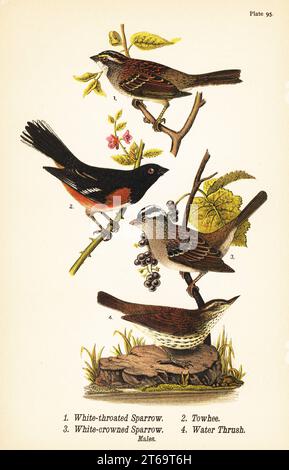 Passero dalla gola bianca, Zonotrichia albicollis 1, towhee orientale, Pipilo erythrophthalmus 2, passero dalla corona bianca, Zonotrichia leucophrys 3, e il torrente d'acqua settentrionale, Parkesia noveboracensis 4. Passero dalla gola bianca, towhee, passero dalla corona bianca e mughetto d'acqua. Chromolithograph dopo un'illustrazione ornitologica di John James Audubon da Benjamin Harry Warrens Report on the Birds of Pennsylvania, E.K. Mayers, Harrisburg, 1890. Foto Stock