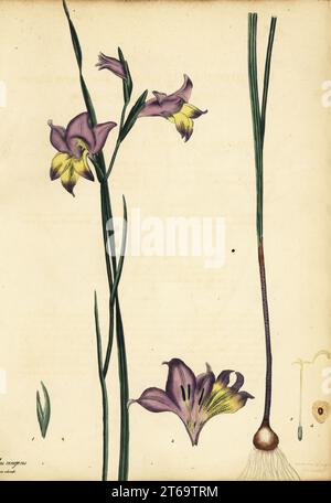 Afrikaner blu, Gladiolus carinatus. Gladiolo dolce color frassino, Gladiolus ringens var. Cenereo odorata. Incisione in copperplate disegnata, incisa e colorata a mano da Henry Andrews dal suo registro Botanico, Volume 1, pubblicata a Londra, 1799. Foto Stock