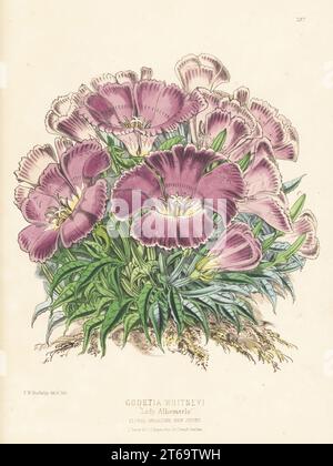 L'addio di Whitney alla primavera, Clarkia amoena subsp. Whitneyi, nativo del Nord America, dalla Columbia Britannica a San Francisco. Croce di Godetia lindleyana x Godetia whitneyi, cresciuto da Daniel Bros., semi-coltivatori, Norwich. Come Godetia whitneyi, Lady Albemarle. Illustrazione botanica a mano disegnata e litografata da Frederick William Burbidge da Henry Honywood Dombrain's Floral Magazine, New Series, Volume 5, L. Reeve, Londra, 1876. Litografia stampata da Vincent Brooks, Day & Son. Foto Stock