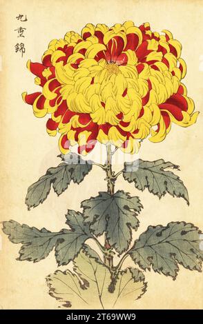 Scarlatto ibrido e crisantemo giallo, Crisantemo indicum. Stampa a blocchi di legno colorato a mano dopo Keika Hasegawa da Keika Hyakugiku, 100 Chrysanthemi di Keika, pubblicato da Naosaburo Yamada, Kyoto, Giappone, 1893. Keika Hasegawa ha disegnato fiori e motivi per il kimono a Kyoto negli ultimi anni del XIX secolo. Foto Stock