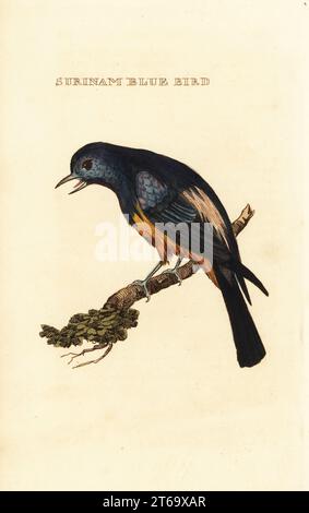 Tanager dal petto argentato, Tangara velia. Uccello blu rosso-bellido da Natural History of Uncommon Birds. Uccello blu Suriname. Incisione in legno a mano su un'illustrazione di George Edwards dalla Natural History of Birds, pubblicata da Brightly and Childs, Bungay, Suffolk, 1815. Charles Brightly fondò una fonderia di stampa e stereotipo a Bungay nel 1795 e entrò in partnership con lo stampatore radicale anticonformista John Firby Childs nel 1808. Foto Stock