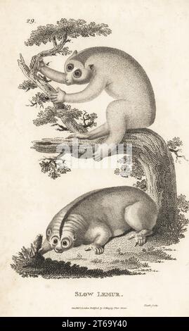 Sunda slow loris o maggiore slow loris, Nycticebus coucang. In pericolo. Lemure lento, Lemur tardigras. Dopo illustrazioni di James Sowerby e Arnout Vosmaer. Incisione su lastra di rame di James Heath da George Shaws General Zoology: Mammalia, G. Kearsley, Fleet Street, Londra, 1800. Foto Stock