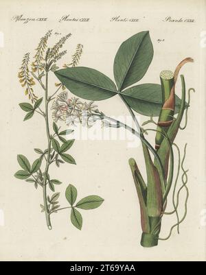 Trifoglio giallo dolce, Melilotus officinalis 1 e bogbean, o buckbean, Menyanthes trifoliata 2. Piante medicinali. Le botaniche furono disegnate da Henriette e Conrad Westermayr, F. Götz e C. Ermer. Incisione in copperplate a mano da Carl Bertuch's Bilderbuch fur Kinder (Picture Book for Children), Weimar, 1810. Foto Stock